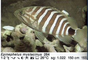 Epinephelus mystacinus